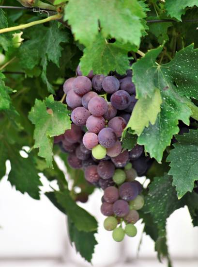 Vigne 'De table muscat de hambourg'
