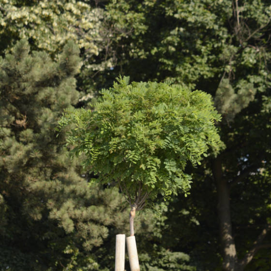 Robinier faux-acacia 'Umbraculifera'