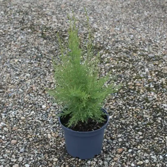 Tamaris d'été (Tamarix ramosissima) — jeune plant vert en pot plastique sur graviers · Pot 3L