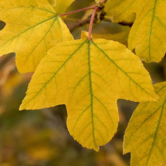 Érable à peau de serpent (Acer pensylvanicum) — Photo d'illustration, photo 4
