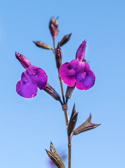 Sauge 'Amethyst lips'