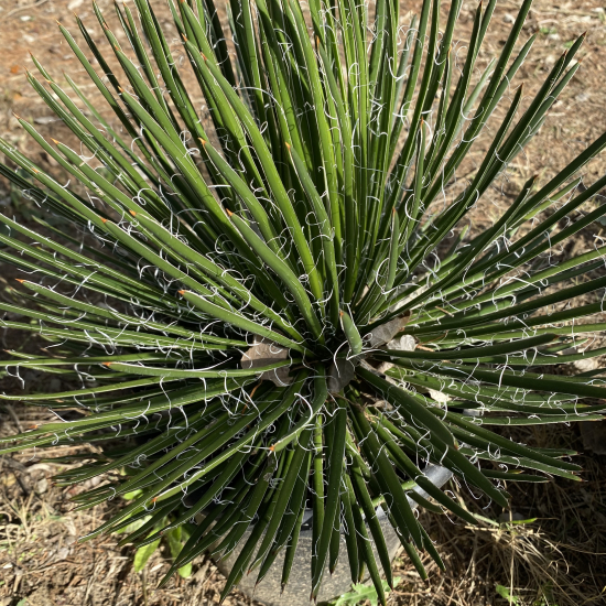 Agave geminiflora