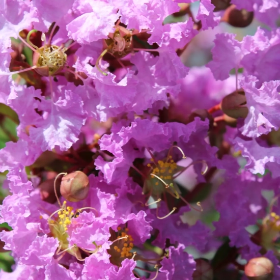 Lilas des indes 'Souvenir d'hubert puard'
