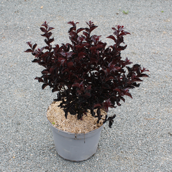 Lilas des indes 'Raspberry sorbet'