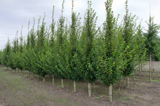 Charme commun 'Fastigiata elague'