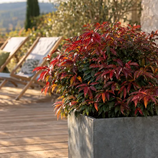 Leucothoé 'Joyce' (Leucothoe) — arbuste au feuillage rouge et vert sur terrasse · Photo d'illustration