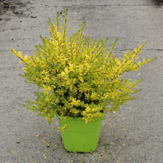 Troène de chine 'Lemon and lime'