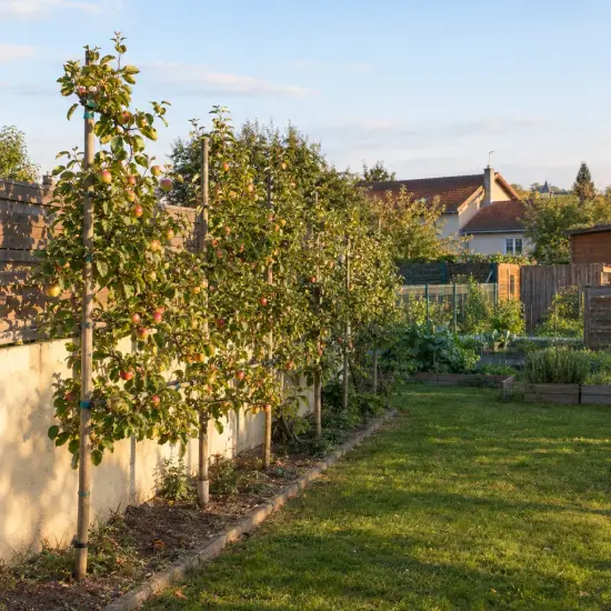 Pommier 'M26' (Malus domestica) — arbres fruitiers palissés le long d’un mur