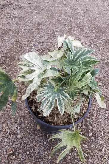 Aralia du japon 'Spider's web'