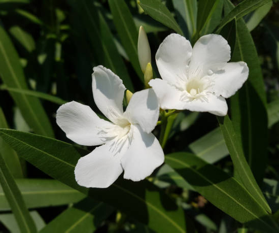 Laurier-rose 'Petite white blanc simple'