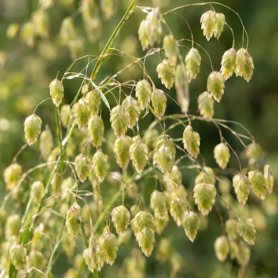 Briza 'Limouzi' (Briza media) — grappes de petits épis retombants