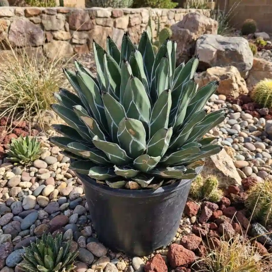 Agave  ferdinand  'Regis'