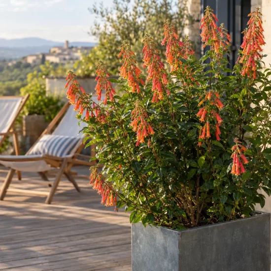 Phygelius (Phygelius capensis) — arbuste fleuri en pot sur terrasse en bois · Photo d'illustration