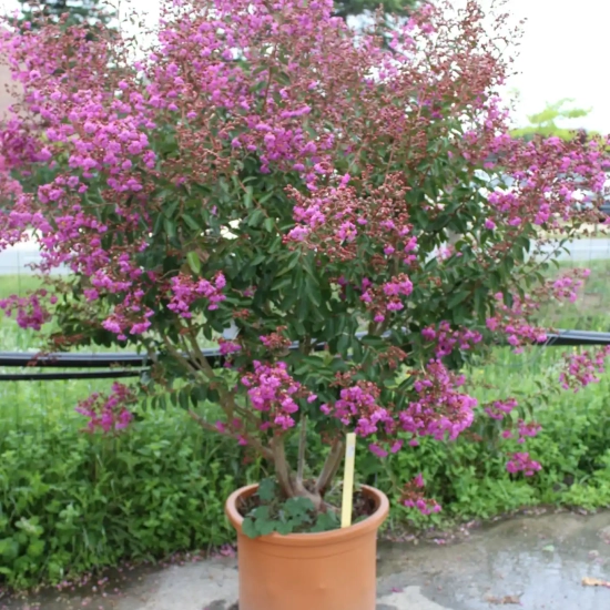 Lilas des indes 'Terre chinoise'