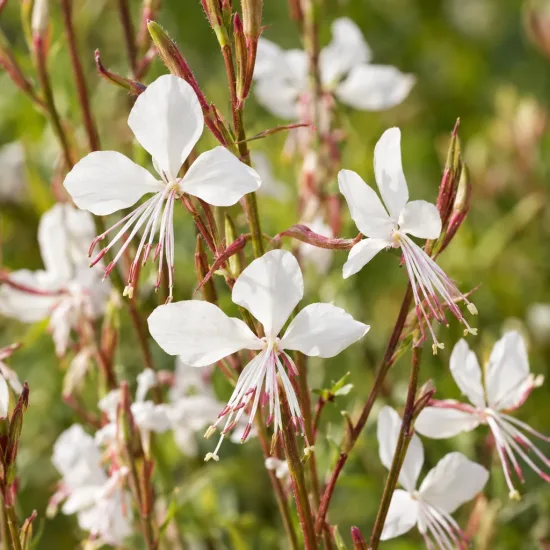 Gaura 'Gaudi medium white' (Gaura lindheimeri) — fines fleurs blanches étoilées sur tiges rouges