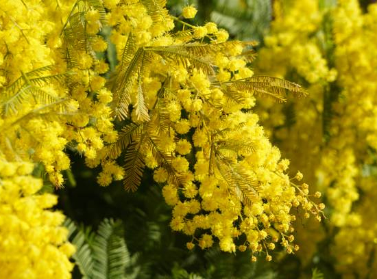 Mimosa d'hiver 'Gaulois astier'