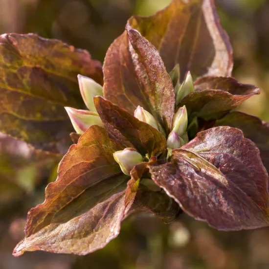 Cornouiller du japon 'Copacabana' (Cornus kousa) — gros plan de jeunes feuilles brunes et bourgeons clairs · Photo d'illustration