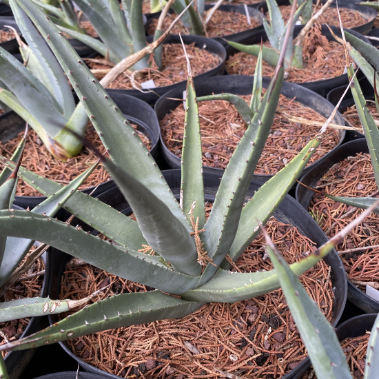 Agave du désert
