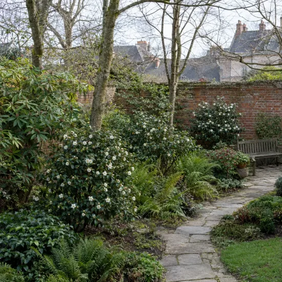 Camelia 'Man size' (Camelia japonica) — massif arbustif fleuri le long d’un sentier pavé · Photo d'illustration