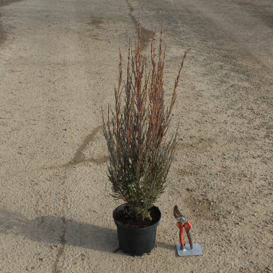 Genévrier 'Blue arrow'