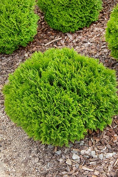 Thuya d'occident 'Danica'