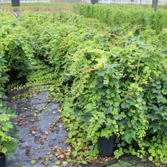 Vigne-vierge à trois pointes 'Robusta'