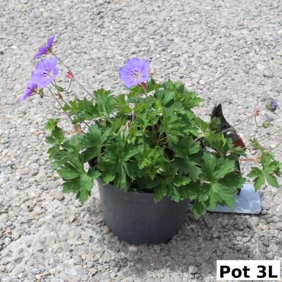 Géranium 'Rozanne'