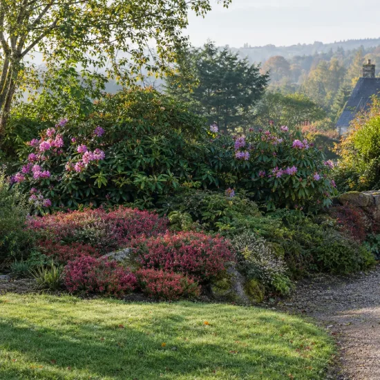 Bruyère 'Kramer s rote rouge' (Erica darleyensis) — massif de petites plantes colorées devant arbustes fleuris · Photo d'illustration