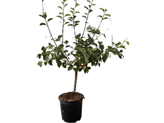 Pommier nain