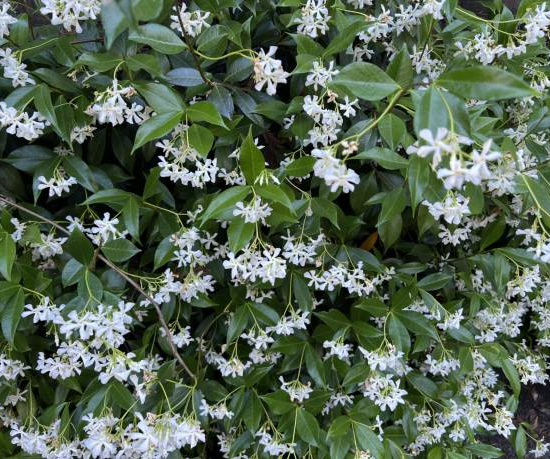 Jasmin