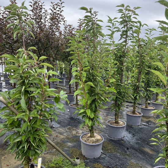 Cerisier du japon 'Amanogawa'