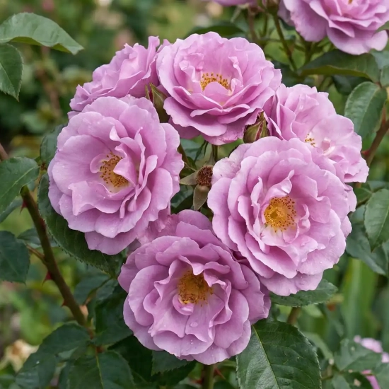 Rosier 'Louis bleriot '