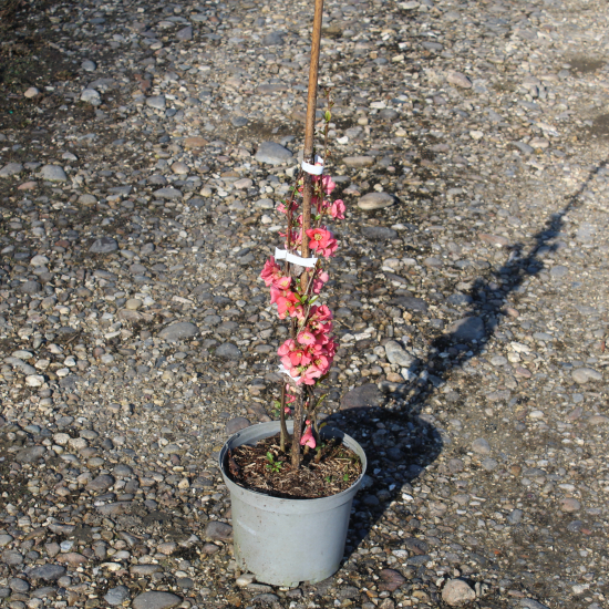 Cognassier à fleurs 'Umbilicata'