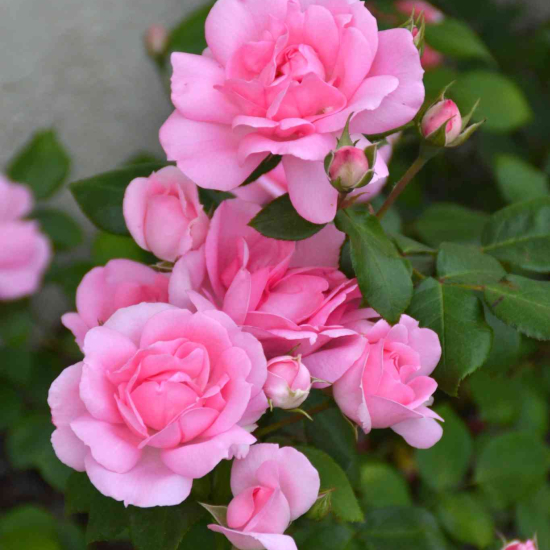 Rosier 'Centenaire de lourdes rose '