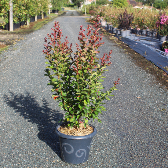 Lilas des indes 'Berlingot menthe'