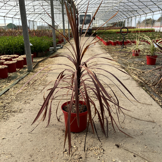 Cordyline 'Red star'