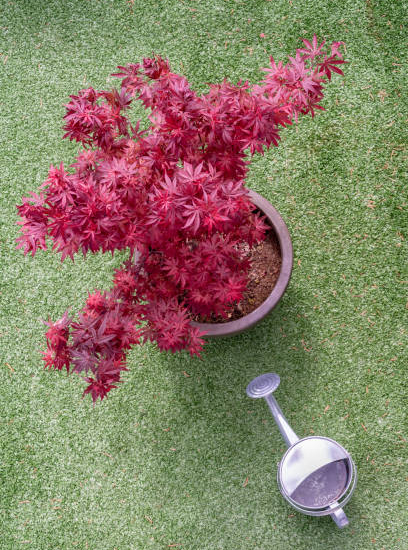 Érable du japon 'Shaina'