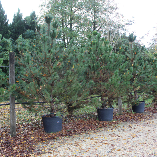 Pin noir 'Austriaca'