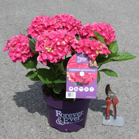 Hortensia 'Forever and ever rouge'