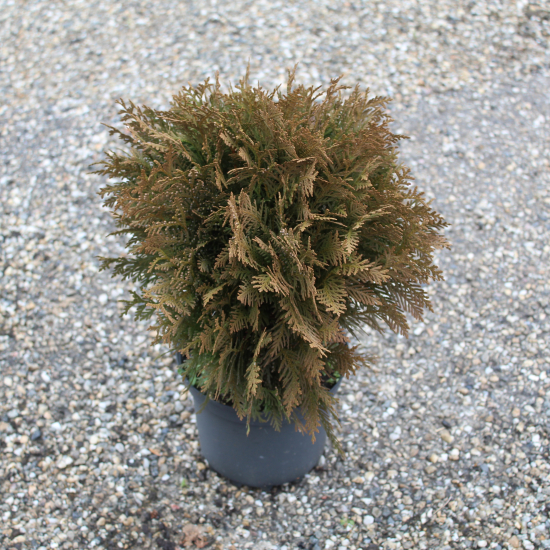 Thuya d'occident 'Danica'