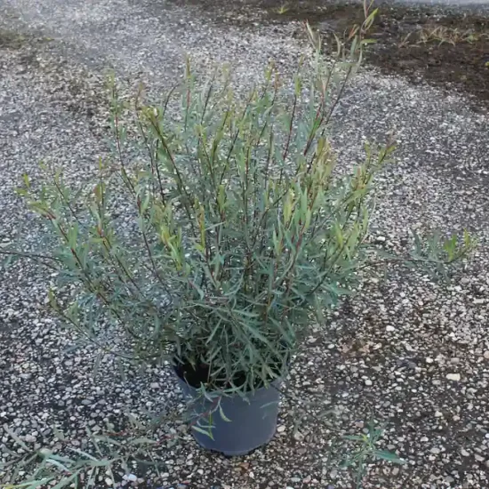 Osier pourpre nain 'Nana' (Salix purpurea) — arbuste compact au feuillage fin sur graviers · Pot 5L