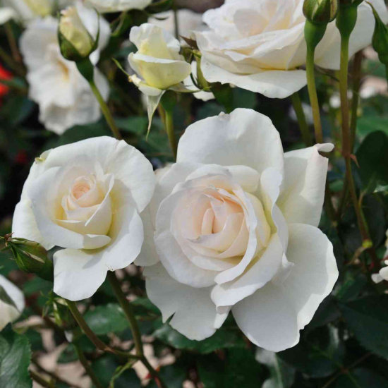 Rosier 'Grand nord '