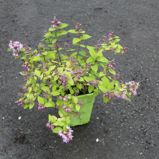 Deutzie 'Raspberry sundae'
