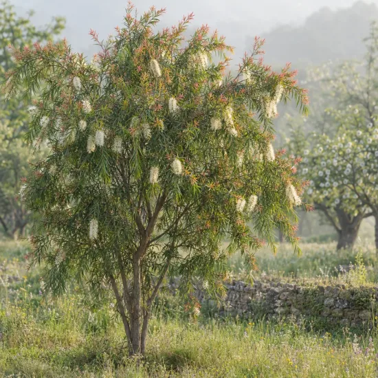 Rince-bouteilles (Callistemon salignus) — arbuste en fleurs dans un verger enherbé · Photo d'illustration