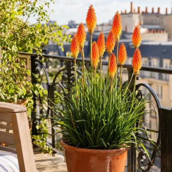 Kniphofia 'Orange® tnknipo' — Photo d'illustration, photo 4