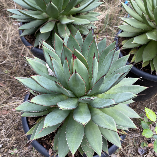 Agave isthmensis x filifera