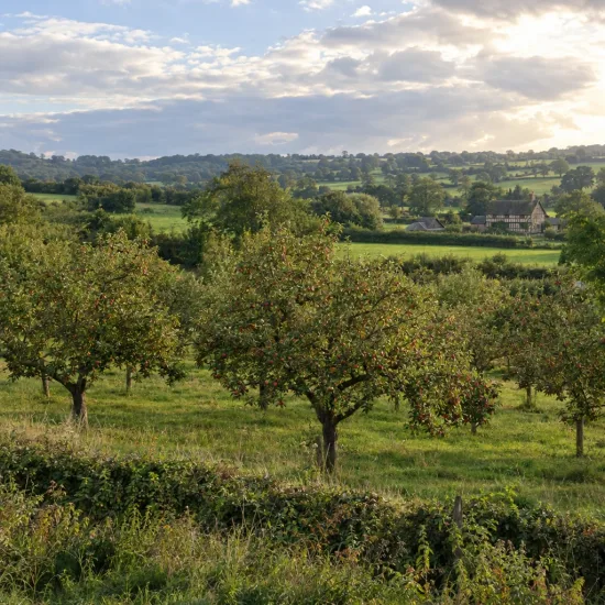 Pommier 'Aniza' (Malus domestica) — verger d'arbres fruitiers dans la campagne · Photo d'illustration