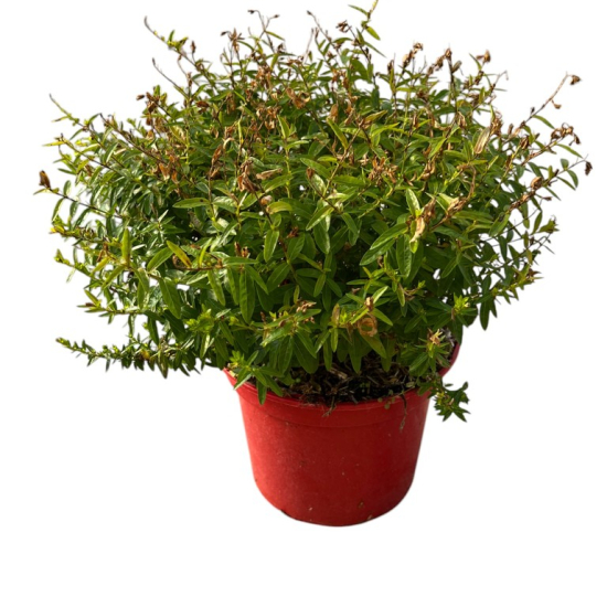 Cuphea 'Rubra'