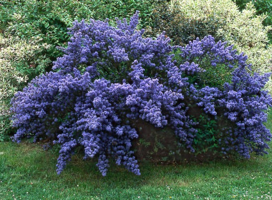 Céanothe "Italian Skies"