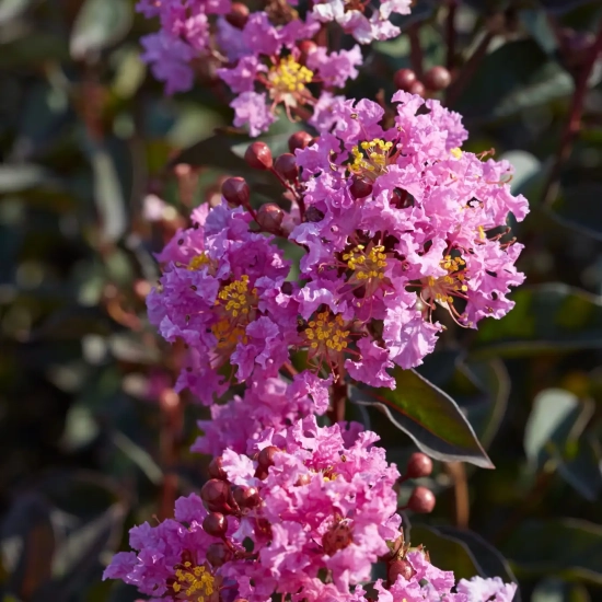 Lilas des indes 'Lavender lace'